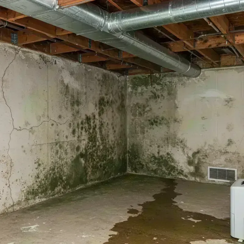 Professional Mold Removal in Lewisport, KY